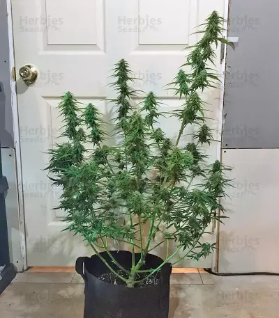 Botafumeiros feminized seeds