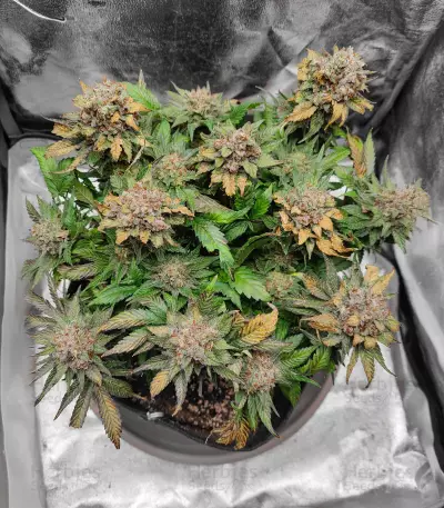Bubblegum (Herbies Seeds)