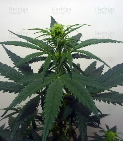 Candy Kush Auto feminized seeds