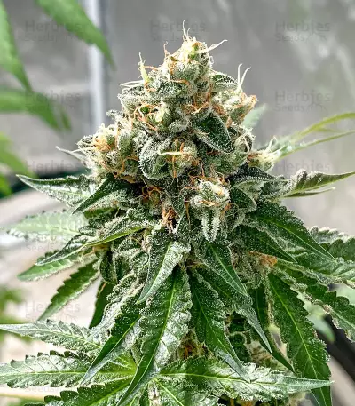 Chempie feminized seeds