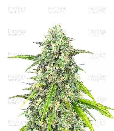 Colombian Gold Feminized Seeds (Herbies Seeds USA)