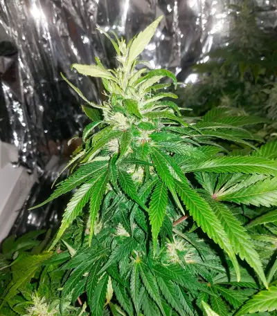 Graines de cannabis Fast & Vast Auto (Heavyweight Seeds)