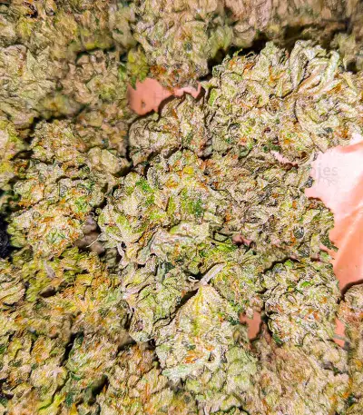GG#4 Original Glue Fast Version (EGS)