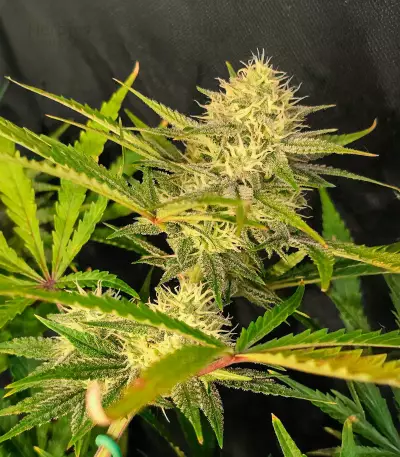 Semillas Feminizadas Gorilla Girl XL Auto (Sweet Seeds)