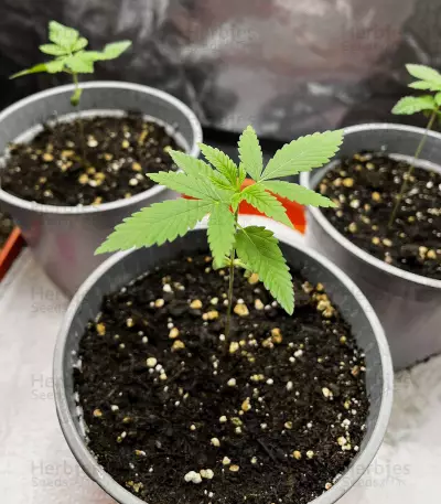 Legendary OG Punch (Legendary Punch) Seeds
