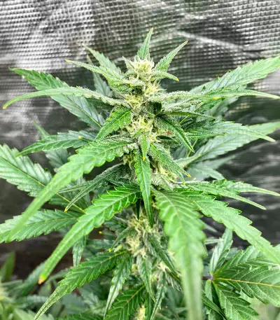 Lemon Haze Auto (Expert Seeds) Seeds