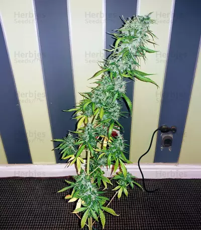 NLX Diamond Auto Seeds