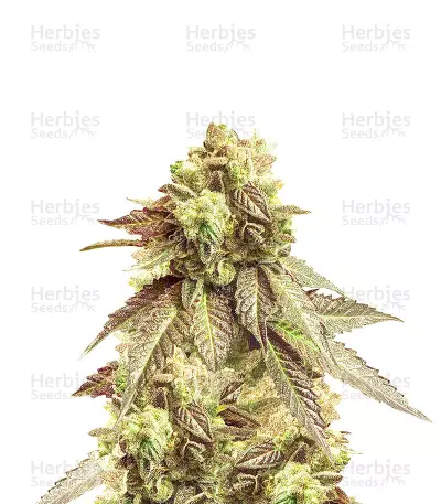 San Fernando Valley Feminized Seeds (Herbies Seeds USA)