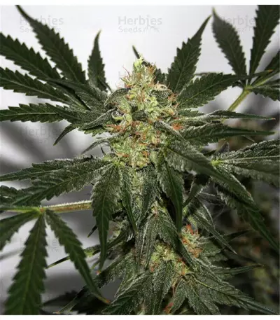 Early Queen Seeds