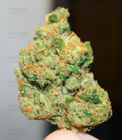 Semillas Feminizadas Sour Diesel x OG Kush (Seedkeepers)