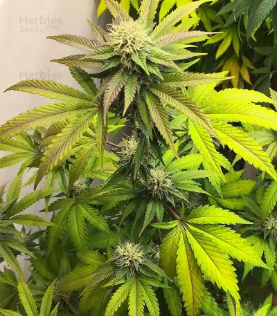 Sour Strawberry Seeds (Barney's Farm)