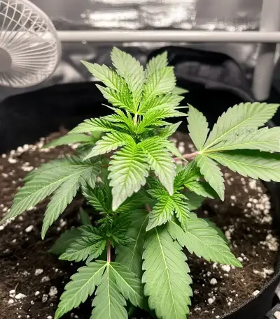 Acapulco Gold Seeds