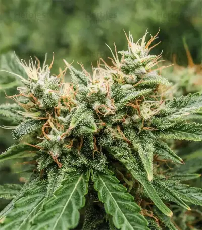 Amnesia Haze XL Auto (Zambeza Seeds)