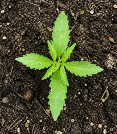Biscotti Auto Seeds (Green House Seeds)
