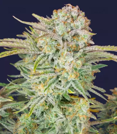 Bruce Banner Seeds (Fast Buds)