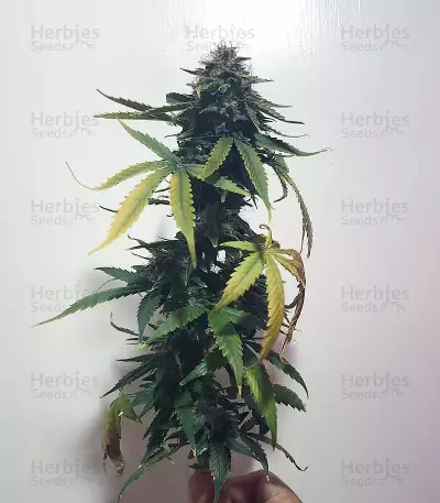 Buddha Haze Automatic Auto Seeds