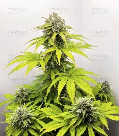 Easy Bud Auto (RQS) Cannabis-Samen