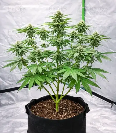 Flowerbomb Kush Seeds
