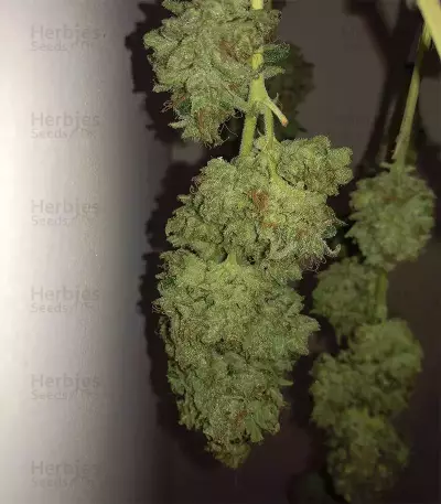 Gorilla Z Seeds