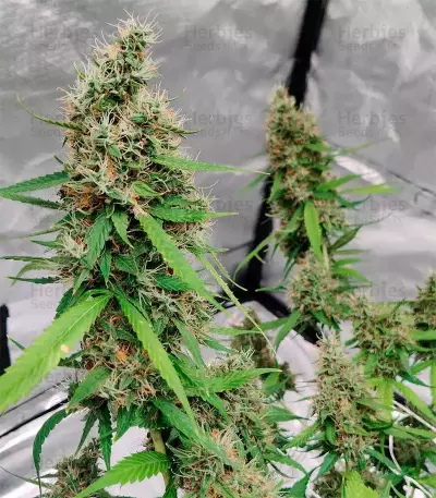 Hindu Kush Autoflower (Herbies Seeds)