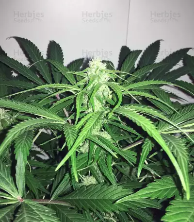 Hindu Kush regular (Sensi Seeds)