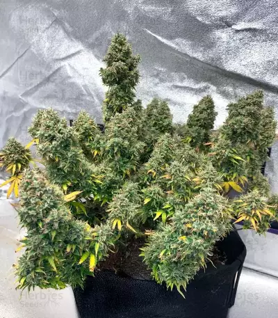 HubbaBubbaHaze Auto (Mephisto Genetics)