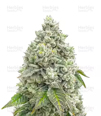 Semillas Feminizadas Mandarin Cookies R1 V2 (Ethos Genetics)