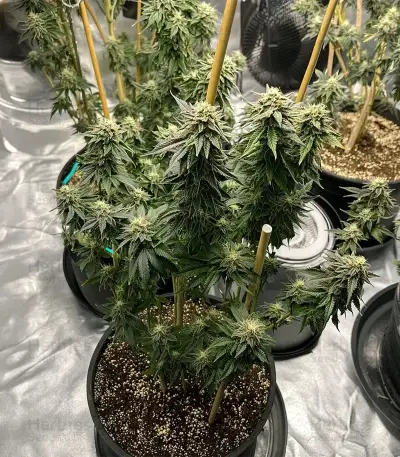 Maui Auto Seeds