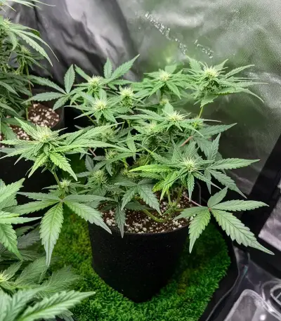 Original Blueberry Auto Seeds