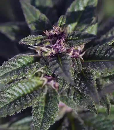 Purple Punch Seeds (Barney's Farm)