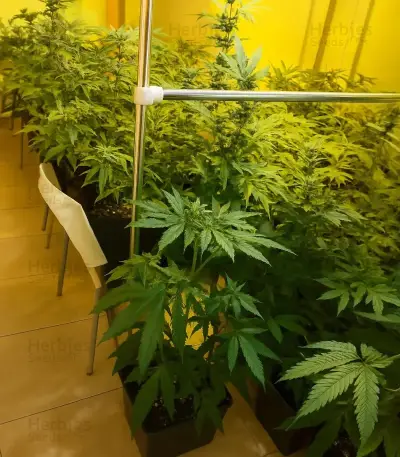 Scrambler Haze Seeds