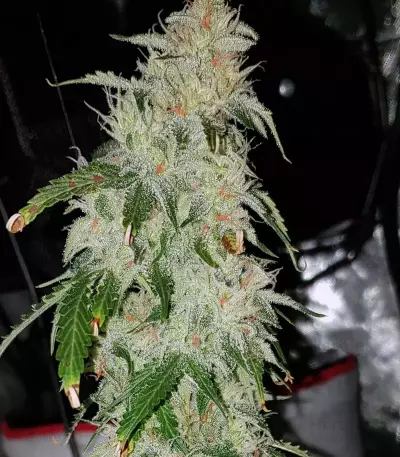 Sensi Skunk Seeds
