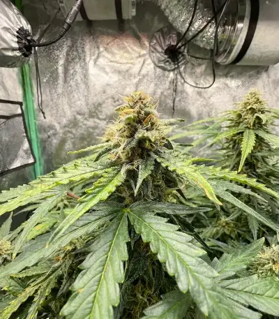 SFV OG Auto Seeds