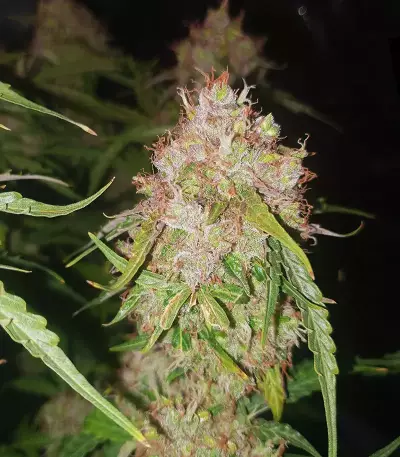 Shiva Blue regular (Xtreme Seeds)