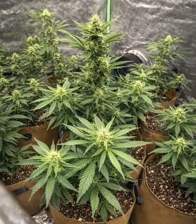 Sky Walker Auto Seeds