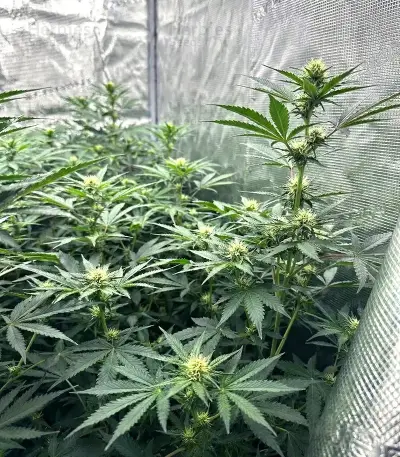 Sour Diesel Seeds