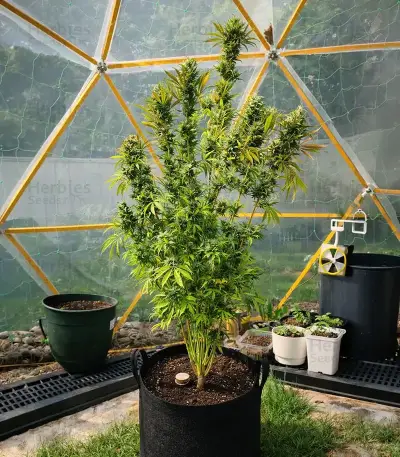 Strawberry Cough Auto Seeds
