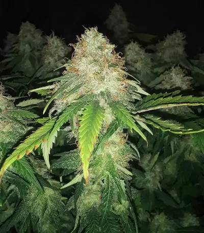 Graines féminisées de Super Lemon Haze (GHS)