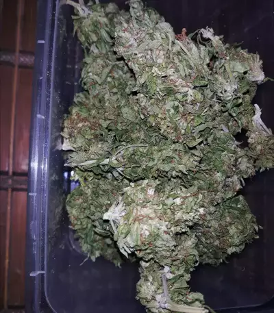 Sweet CBD Seeds
