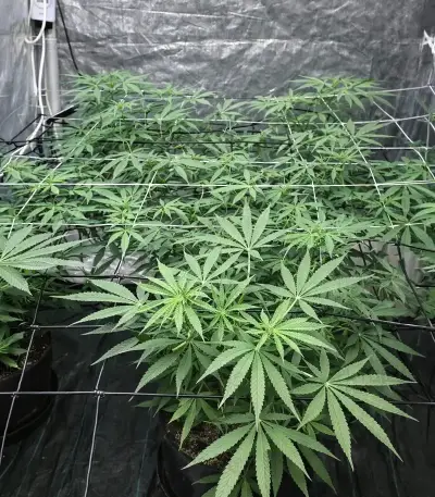 Sweet Critical CBD (00 Seeds) Cannabis-Samen
