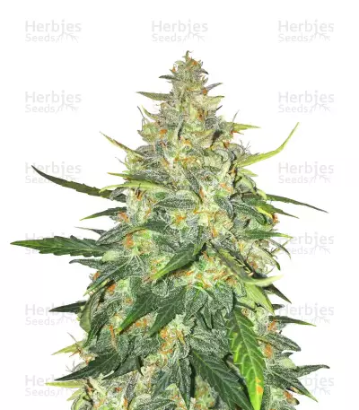 Trans Siberian Auto (Auto Seeds)