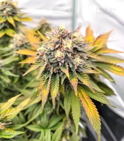 White Runtz Seeds