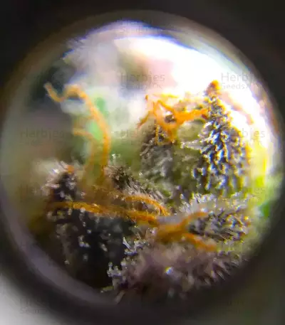Wombat (BlimBurn Seeds)