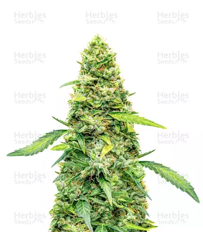 Super Lemon Haze Auto Feminized Seeds (Herbies Seeds USA)