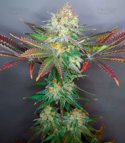Super Silver Haze Seeds (Green House Seeds)