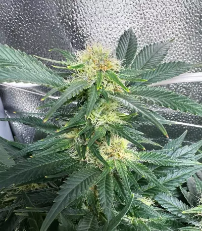 White Rhino (Herbies Seeds)