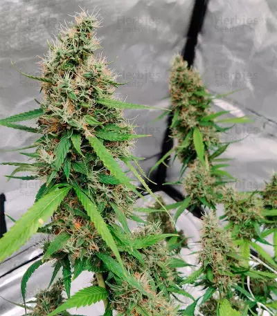 Hindu Kush Auto