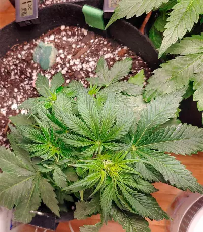 Jack Herer Autoflower (Herbies Seeds)