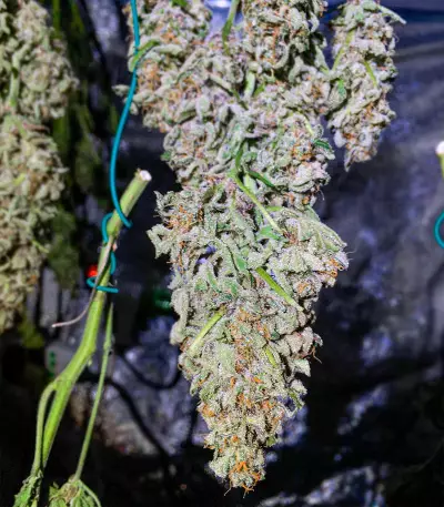 NY Diesel Autoflower (Herbies Seeds)