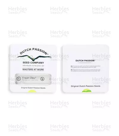 Graines de cannabis Frisian Dew (Dutch Passion)